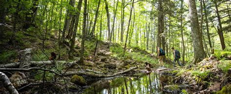 Wisconsin National Forests | Travel Wisconsin