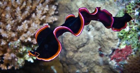 Spanish Dancer by Farid Khousainov | Sea slug, Beautiful sea creatures, Ocean creatures