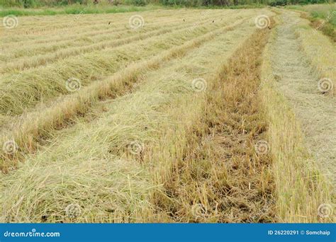 Harvesting rice stock image. Image of ripe, machine, farmland - 26220291