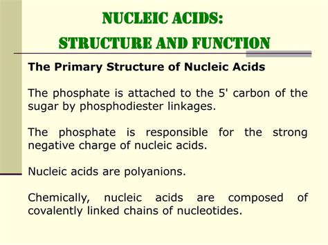 PPT - NUCLEIC ACIDS: STRUCTURE and FUNCTION PowerPoint Presentation, free download - ID:460439