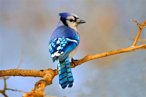 Blue Jay Bird Facts (Cyanocitta cristata)