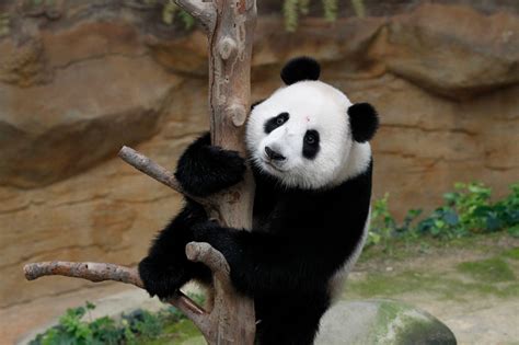 Panda Cub Nuan Nuan's 2nd birthday celebration in Malaysia Zoo - News18