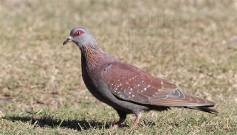 Red-Eyed Dove in Uganda (“Streptopelia semitorquata”) - Uganda Birding Safaris & Tours