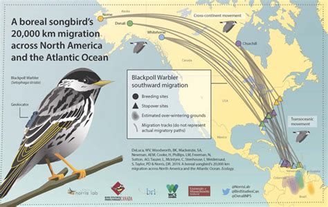 Blackpoll Warblers Migrate Up To 12,400 Miles Roundtrip Every Year | Sci.News