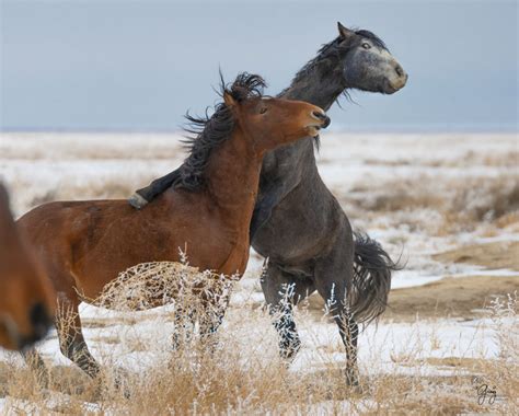 Onaqui Wild Horses in Snow | Photography of Wild Horses - Onaqui Herd