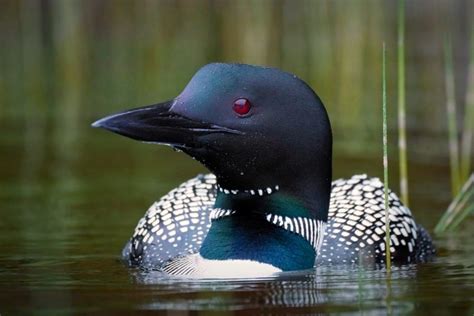 How to Photograph Wildlife in Acadia National Park, USA | Nature TTL