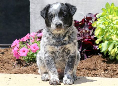 Blue Heeler Aussie Mix Puppies