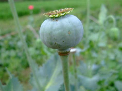 Opium Poppy Plant, Flowers and Seed Pods | Nature, Cultural, and Travel Photography Blog