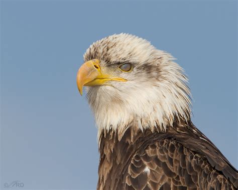 Bald Eagle Nictitating Membrane – Feathered Photography