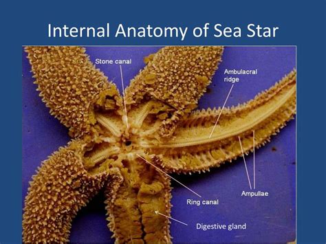 PPT - Sea Star Anatomy PowerPoint Presentation, free download - ID:1973302