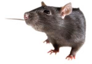 Black Rat as Pet Rodent Small Mammal Clipart | PNG All