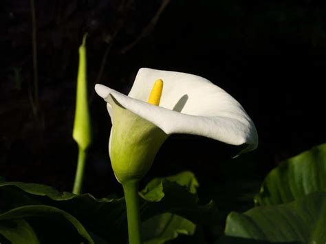 All about pruning calla lilies - Global Gardening Secrets