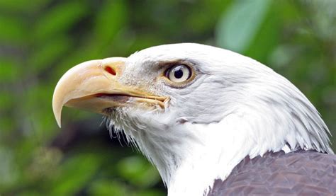 Why Are Bald Eagles Considered Carnivores? (Explained!) - Animals HQ