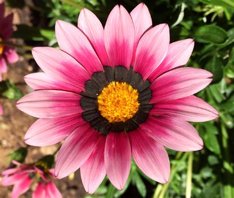 Gazania Garden Leader Pink Gazania Rigens Seeds