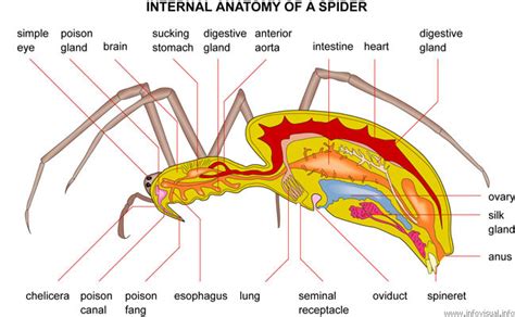 Spider Anatomy 2 : Biological Science Picture Directory – Pulpbits.net