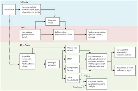 Intracerebral haemorrhage - The Lancet