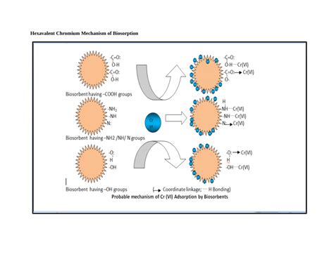 (PDF) Hexavalent Chromium Mechanism of Biosorption