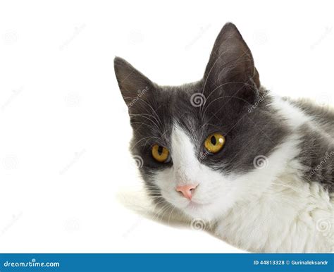 Cat looking sideways stock photo. Image of close, breed - 44813328