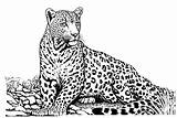 29 Leopard Coloring Pages  Free & Printable For Kids And Adults sketch template
