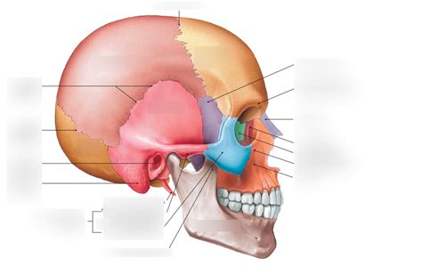 schedel lateraal Diagram | Quizlet