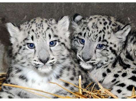 Adorable Snow Leopard Cubs Debut At The Zoo | Los Angeles, CA Patch