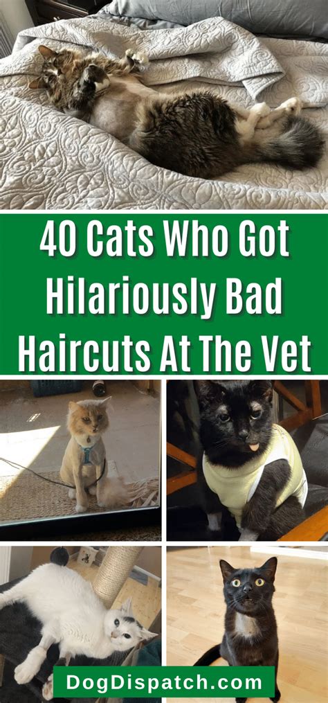 40 Cats Who Got Hilariously Bad Haircuts At The Vet - Dog Dispatch