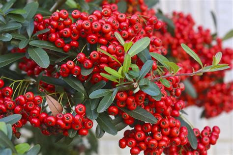 Shrubs With Poisonous Berries, Seeds, or Leaves