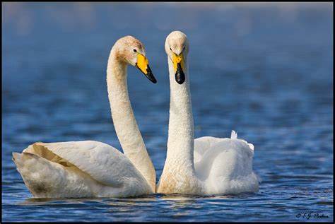 Whooper Swan Page