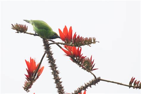 Birds in their Habitat 5127315 Stock Photo at Vecteezy