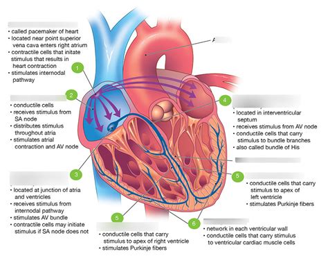 Simple Heart Diagram With Nodes