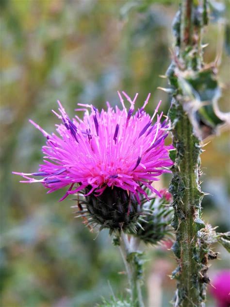 Cirsium Plant, Prickly Purple Plum Thistle Flowers and Stems Close Up ...