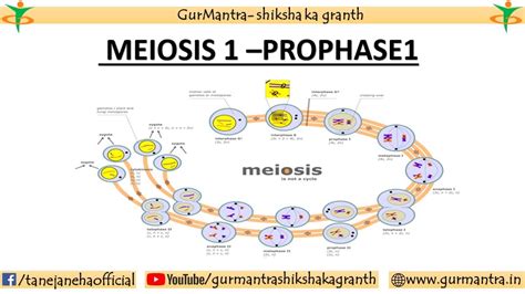 PROPHASE 1 OF MEIOSIS 1 | LEPTOTENE | ZYGOTENE | PACHYTENE | DIPLOTENE ...