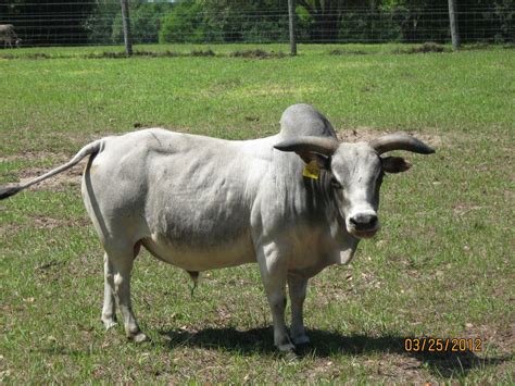 Miniature Zebu Bulls at Bogle Farms, Sorrento, FL | Cattle, Zebu, Zebu cattle