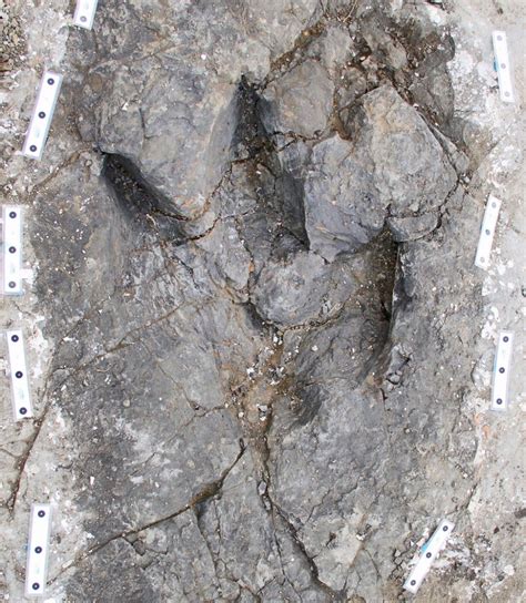 Fossil footprints found in B.C. paint new picture of T-Rex | CTV News