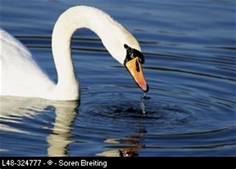 Swan Symbolism