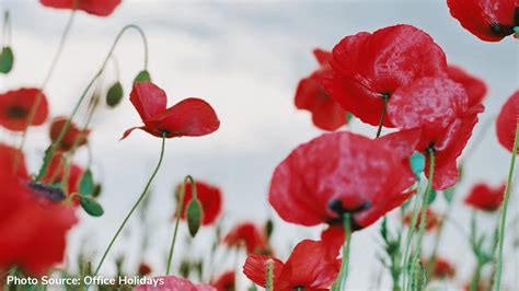 Today, Wednesday 11th November, we celebrate Remembrance Day