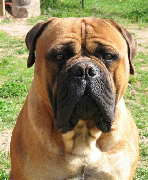 Bullmastiff | Bull mastiff, Bull mastiff dogs, Dog breeds