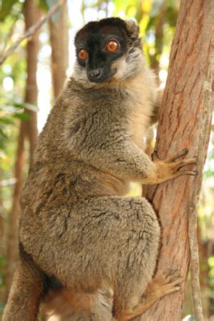 Common brown lemur - encyclopedia article - Citizendium