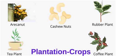 Plantation Crops: Examples, Classification And Importance