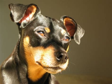 Miniature Pinscher with uncropped ears - My Doggy Rocks