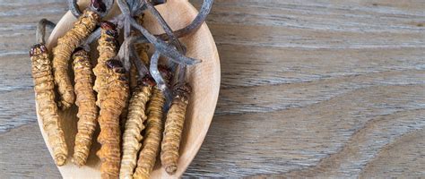 Cordyceps Dosage Decoded: Unlocking Nature's Powerhouse - Natures Rise