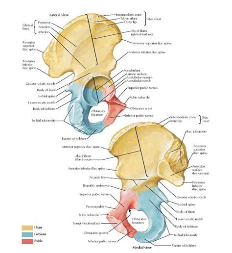 Coxal Bone Anatomy Intermediate zone, Tuberculum, Outer lip, Ala of ilium (gluteal surface ...