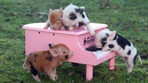 22 Micro Pigs Who Are Having A Better Day Than You | Cute baby pigs, Baby pigs, Cute piglets