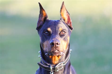 Doberman Pinscher Stock Photo - Download Image Now - Doberman Pinscher, Aggression, Agricultural ...