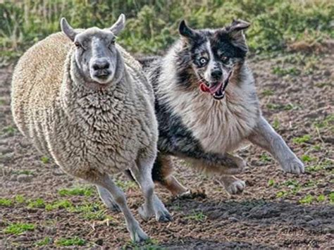 Discover The Smart Aussie Pups Size #australianshepherdsoftheday #australianshepherdsrule # ...