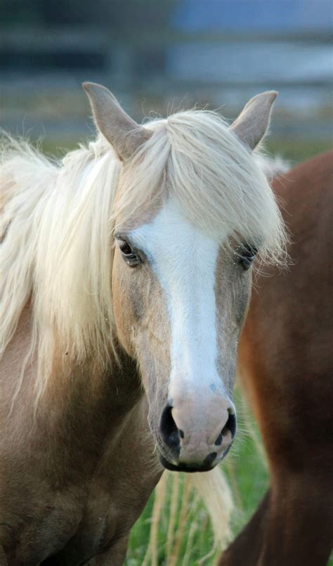 brown and white horse during daytime photo – Free Animal Image on Unsplash