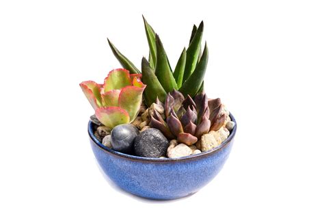 Succulent Dish Garden | Shop Succulents & Cactus Online – Succulent Market