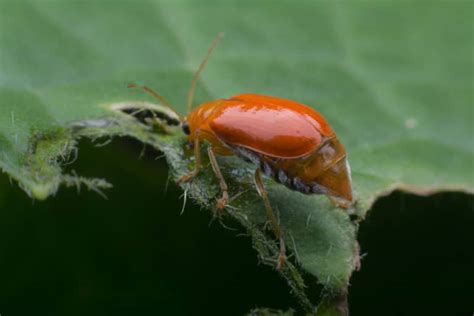 Pumpkin Beetle » Top Tips on Identification & Control