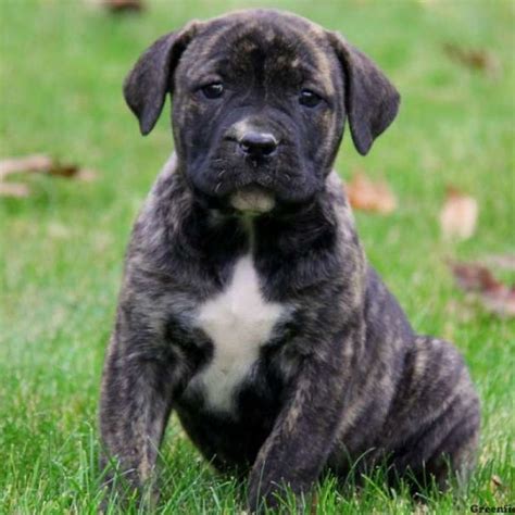 African Boerboel Mix Puppies for Sale | Greenfield Puppies | African boerboel, Puppies for sale ...