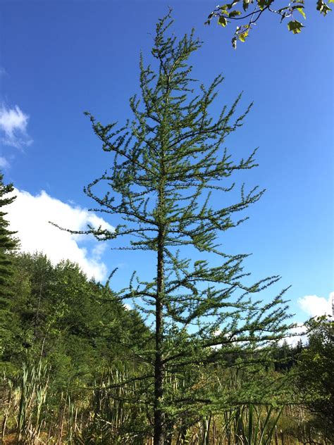 American Larch | Medium Tree Seedling – The Jonsteen Company